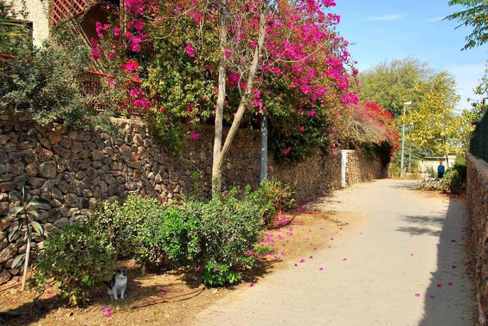 Lesanel - Guest House Arad Dış mekan fotoğraf