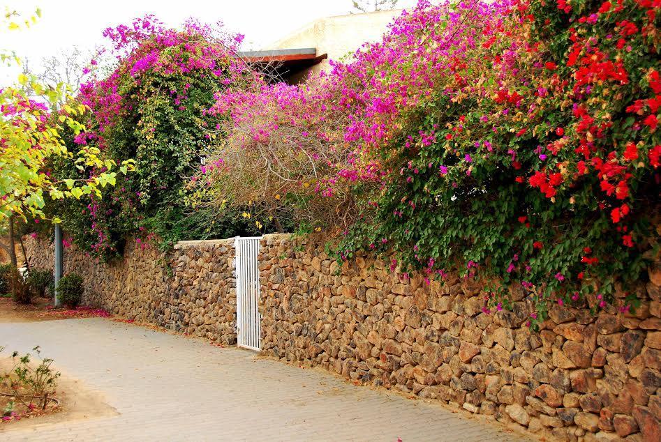 Lesanel - Guest House Arad Dış mekan fotoğraf