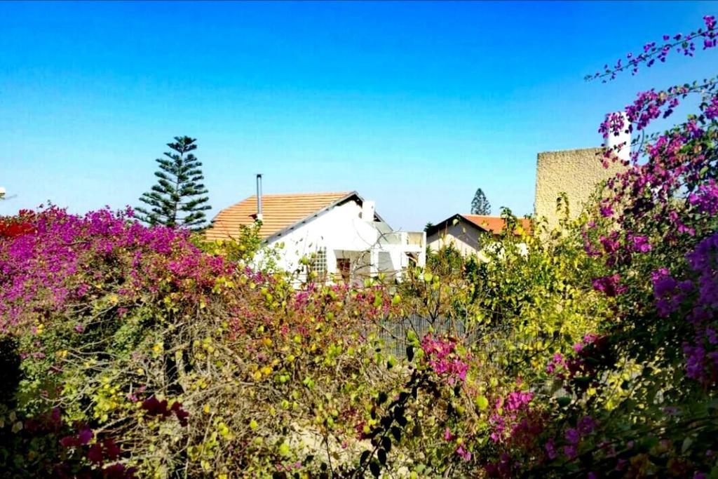 Lesanel - Guest House Arad Dış mekan fotoğraf